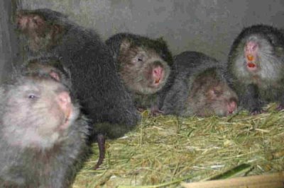 竹鼠引种到场后的注意事项，首先要注意的就是温度