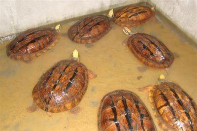 金钱龟不吃东西如何处理，水温过低需提升到26℃以上