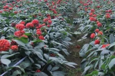 三七的种植条件，养护时需适当进行遮荫