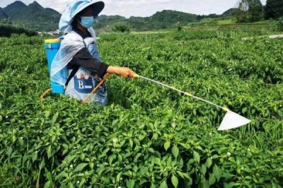 辣椒的施肥方式,不同生长阶段所需肥不同