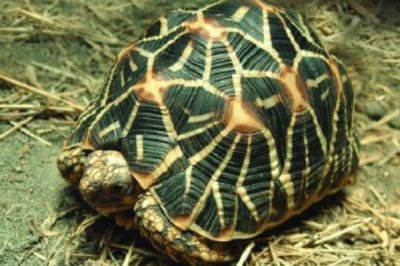 印度星斑陆龟好不好养,饲养难度较大