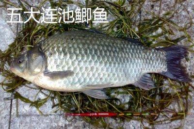 黑龙江五大连池市的特产，连池鸭蛋适合馈赠亲友