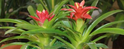 鸿运当头开完花如何处理，需将植株开败的残花全部剪掉