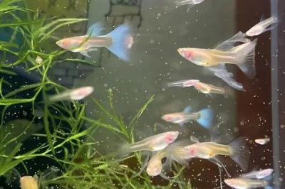 斑马鱼和孔雀鱼能混养吗，斑马鱼和孔雀鱼可以一起养