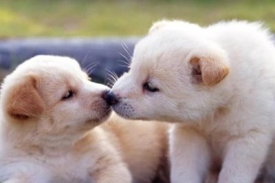 狗狗经常吃鸡肝有何弊端，容易引起肥胖、出现中毒等情况