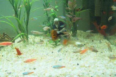 红斑马鱼褪色的原因，未投喂增色饲料、缺少光照、生病均会引起