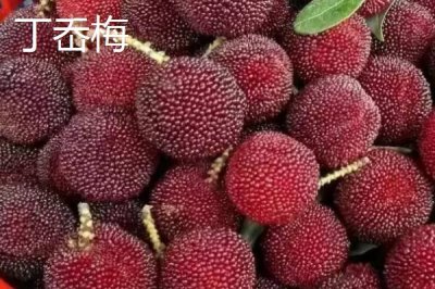 杨梅的优良品种介绍，荸荠种杨梅在我国种植面积较大