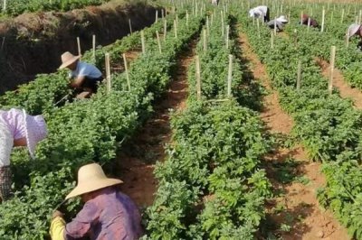 绿菊花的花语，寓意纯净高雅、生机活力等