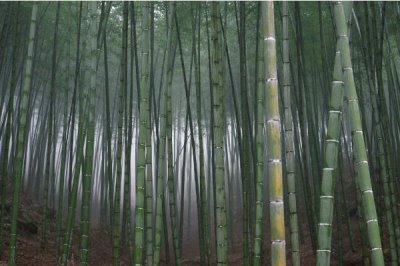 竹子的种植成本，投资因品种而异