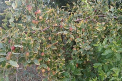 山梨种子怎么挑选,选择外观好、颗粒饱满且无虫眼的种子