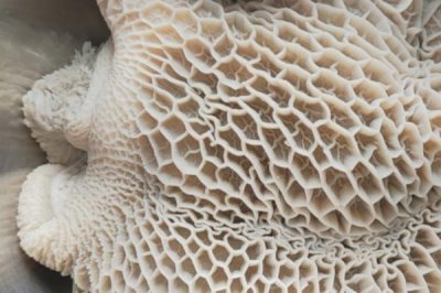 牛体内有多少牛腱子,4条腿上各有1个