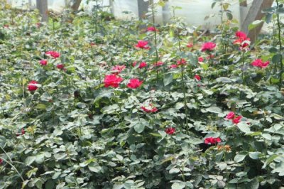 高温天气怎么管理月季,可剪除多余的幼芽、转移至阴凉通风处