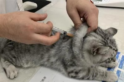 猫咪为什么会患上糖尿病,主要是肥胖、内分泌失调、遗传因素所致