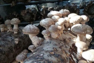 香菇的品种,常见以下9种