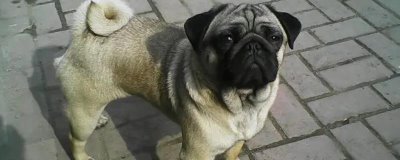 巴哥犬如何喂养,得时刻注意它的饮食