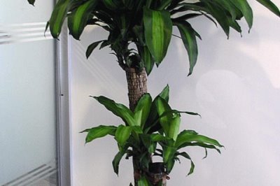 香龙血树的寓意,寓意着长寿