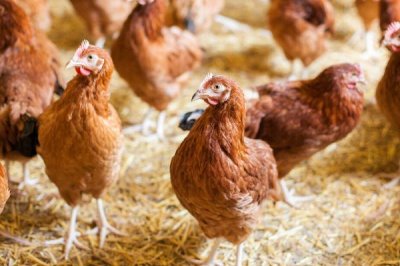 鸡胀气喂什么药，助消化的药或制霉菌素均可