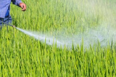 水稻药害的症状,慢性与急性病症不同