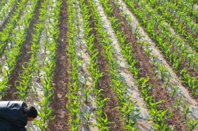 玉米播种后多久拔节,通常需要根据玉米的品种而定