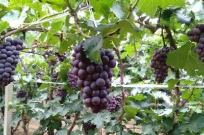 巨峰葡萄的冬季管理技术,需向园内施入充足的基肥