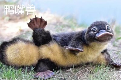 被称为活化石的野生动物是什么,大熊猫数量稀少成为我国国宝