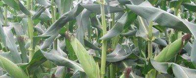 郑原玉878玉米品种的特性，适宜播种期5月下旬至6月中旬