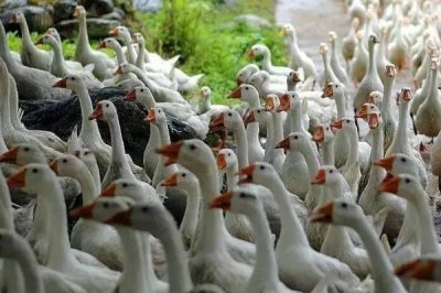 肉鹅的综合养殖技术,1月龄要全天放牧