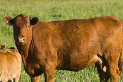 怀孕母牛流黄粘液的原因,可能是产道内细胞代谢异常