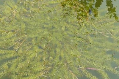 水产养殖中常用的水草有哪些，伊乐藻、轮叶黑藻、水葫芦等都比较常见