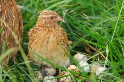 鹌鹑多大开始产蛋，通常在42-45日龄左右开始