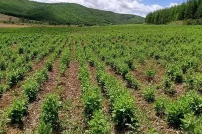 黄芩种子的价格,品种、质量不同导致价格差异较大