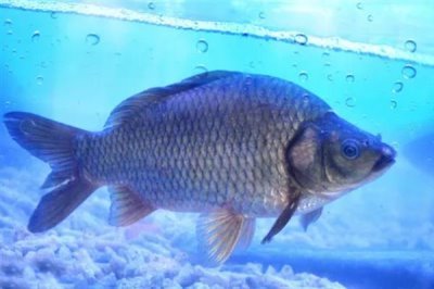 鲫鱼一年可以增重多少，人工养殖一年能增长150-200克左右