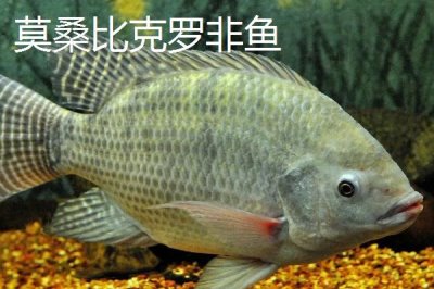 罗非鱼的品种,品种多为杂交培育而来的
