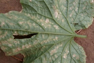 黄瓜的叶片上为什么出现白斑,可能是冷风直吹、温度不当、农药过量等因素导致