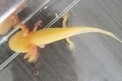 六角恐龙鱼逐渐死亡的原因，一般是生病、缺氧、水温过高造成