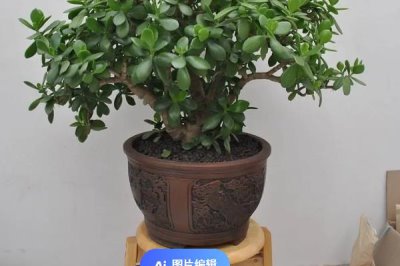 冬季如何养护盆栽玉树,按照宁干勿湿的原则浇水