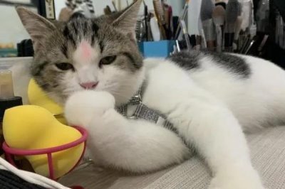 对猫毛过敏的人能不能养猫,可以养猫但要注意勤清理