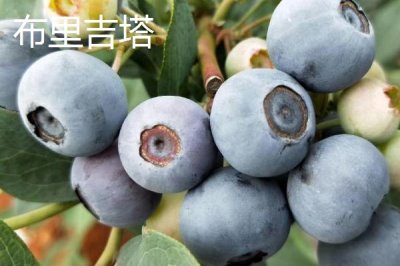 奥尼尔蓝莓的外观特点,颜色暗蓝、果粉较少、肉质较硬