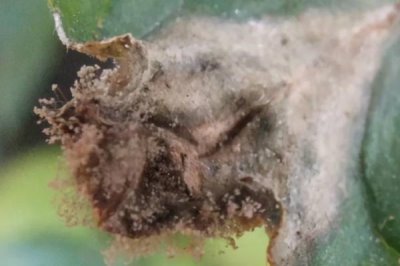 灰霉病的防治方法,栽种前必须进行土壤消毒