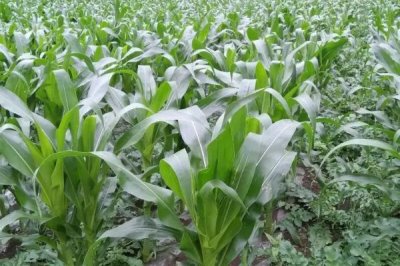BM355玉米种子介绍,4月下旬至6月中下旬播种