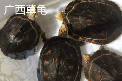 中华草龟分布省份,不同地区的中华草龟有所区别