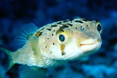 河豚的价格,一般在35-80元一斤