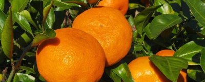 柑橘的主产地,主产于浙江、四川、湖南等省份