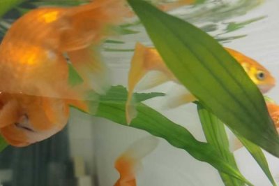 家养草金鱼会不会自然繁殖，达到了生育的年纪就可正常繁殖