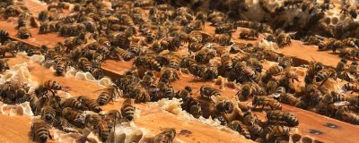 夏季蜂群的管理要点，核心工作是防暑降温