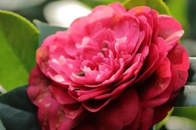 山茶花在日本有什么象征,代表渴望爱情、纯洁善良、青春活泼、顽强坚韧