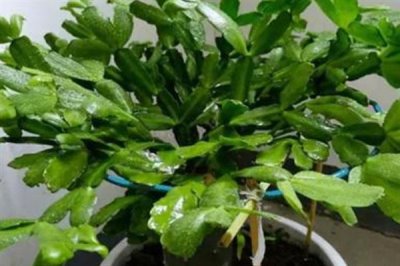 蟹爪兰叶子发黄的原因及处理方法，可能是浇水过多或阳光直射导致的