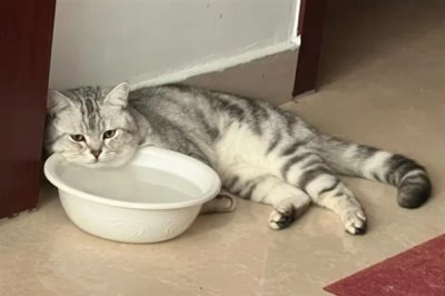 猫咪眼睛发炎的症状,会出现流眼泪的情况