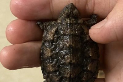 如何养出修长甲型的佛鳄龟，收甲时可减少食物的喂量