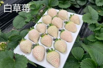 白草莓和菠萝莓有什么区别,产量低的价格自然贵